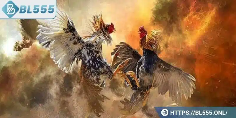 Đá gà cựa sắt - Cách chơi hay và các kỹ thuật hiệu quả