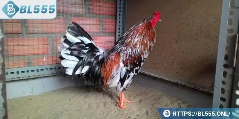 Gà ngũ sắc chân trắng - Đặc điểm và bí kíp chơi dành cho bạn