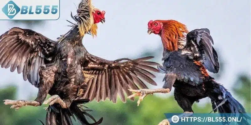 Trực tiếp đá gà BL555 – Trò chơi đá gà trực tuyến hấp dẫn Trực tiếp đá gà BL555 – Trò chơi đá gà trực tuyến hấp dẫn