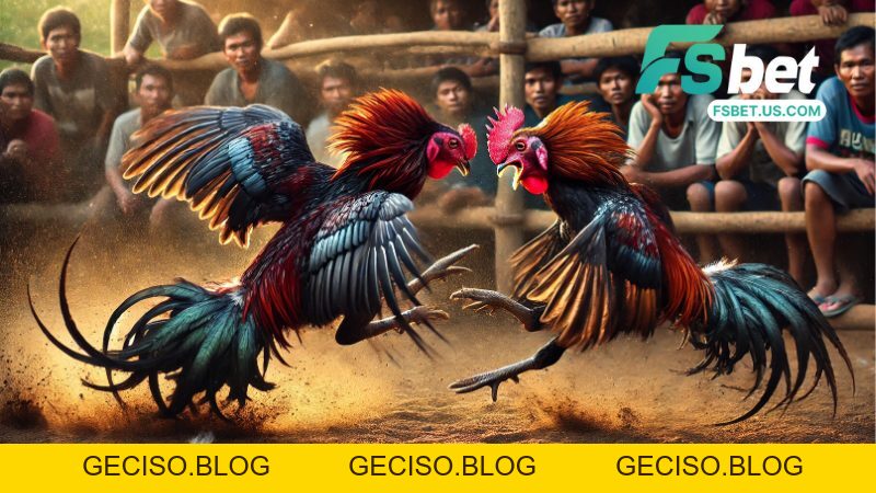 Đá Gà Fsbet - Sảnh Đá Gà Live Full HD Cập Nhật Mới Nhất