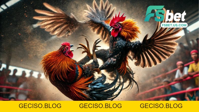 Đá Gà Fsbet - Sảnh Đá Gà Live Full HD Cập Nhật Mới Nhất